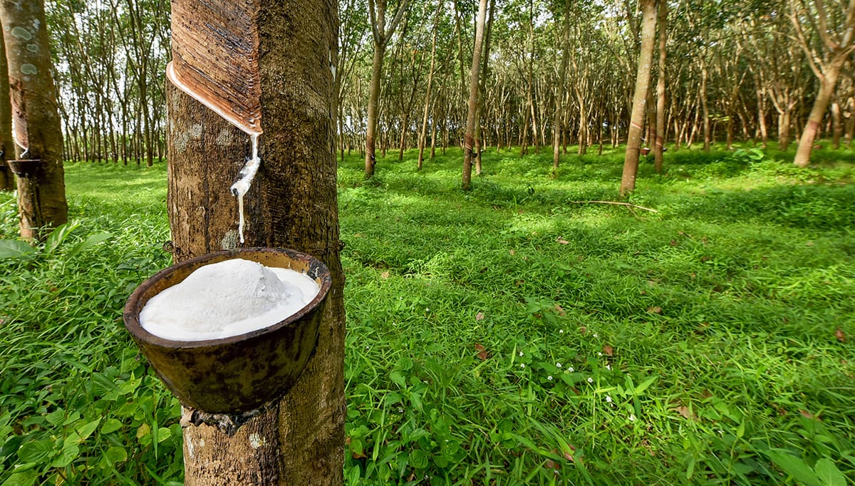 Natuurlatex van de boom voor in een matras